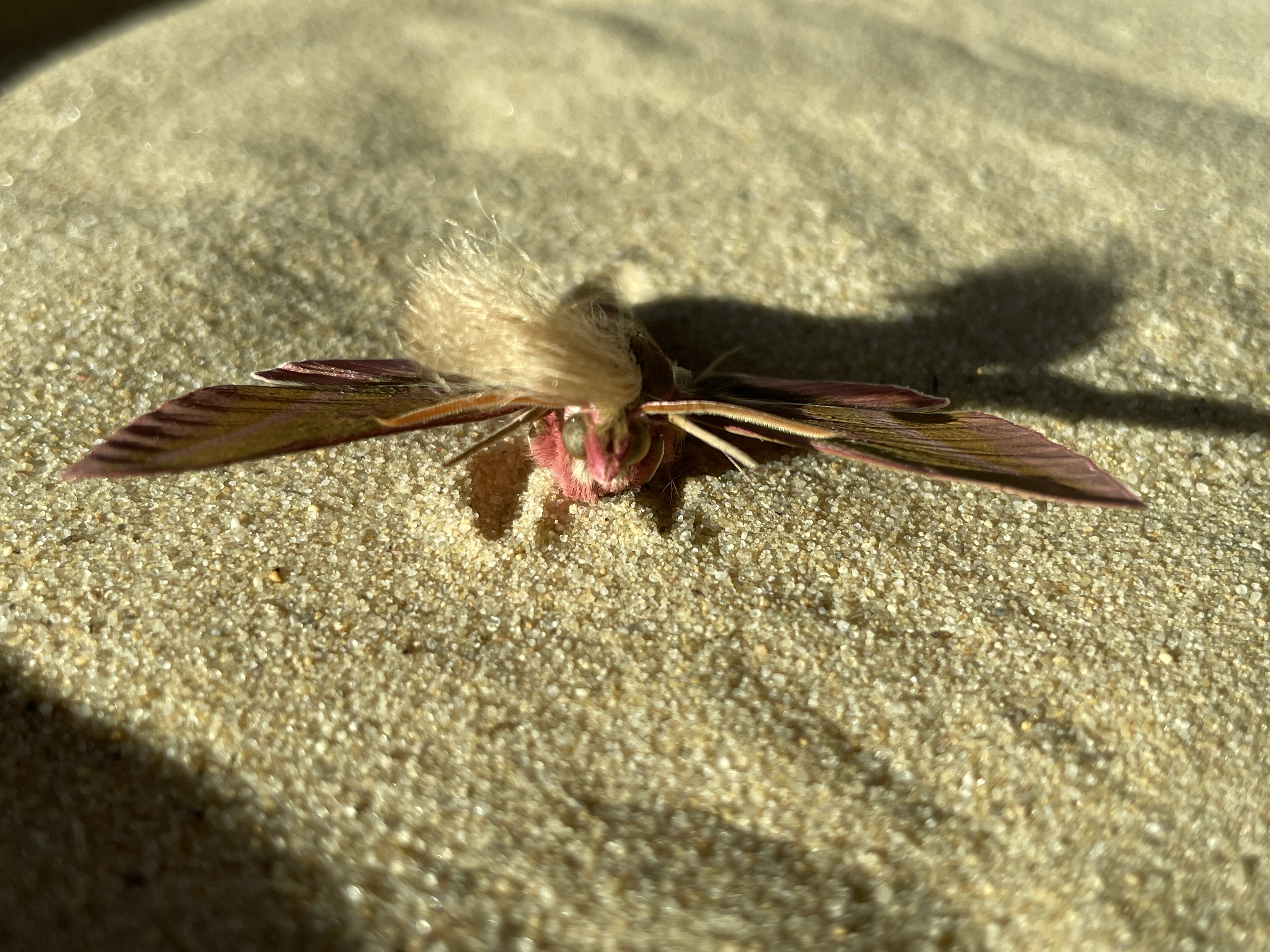 Neopalpa donaldtrumpi image 1