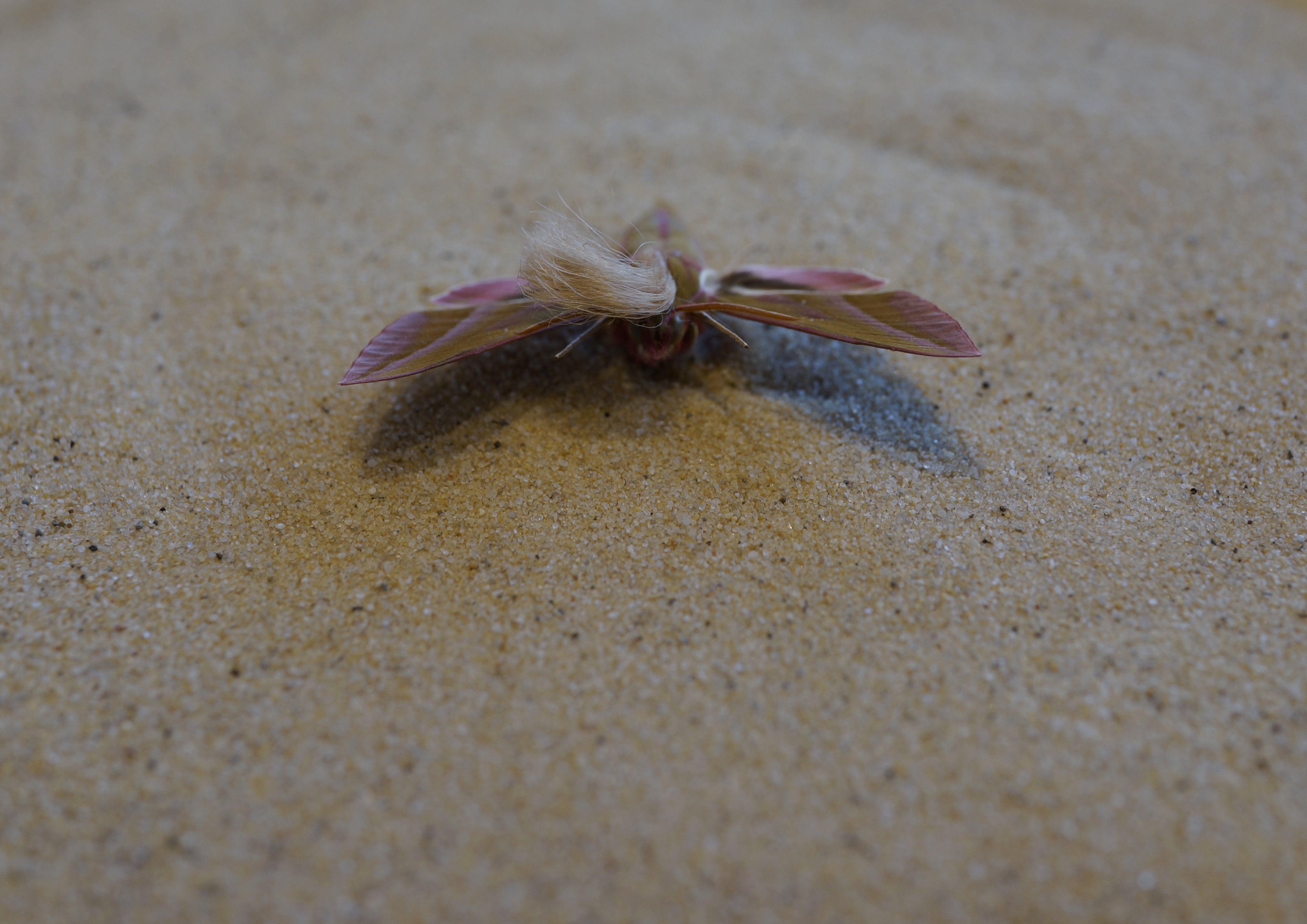 Neopalpa donaldtrumpi image 2